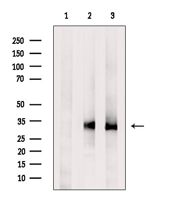 OR2T1 Antibody in Western Blot (WB)