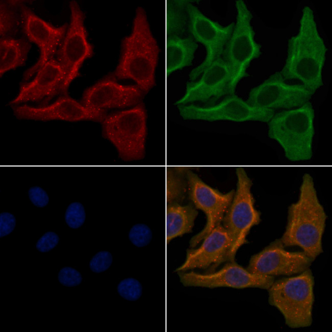 OR3A2 Antibody in Immunocytochemistry (ICC/IF)