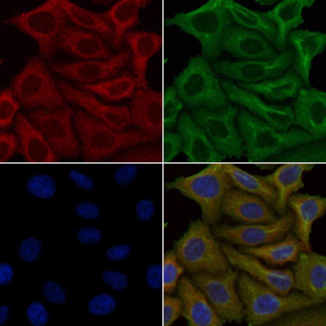 OR4A15 Antibody in Immunocytochemistry (ICC/IF)