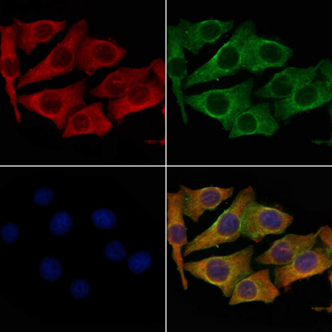 OR4A4/OR4A47 Antibody in Immunocytochemistry (ICC/IF)