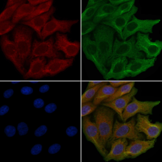 OR4C3 Antibody in Immunocytochemistry (ICC/IF)