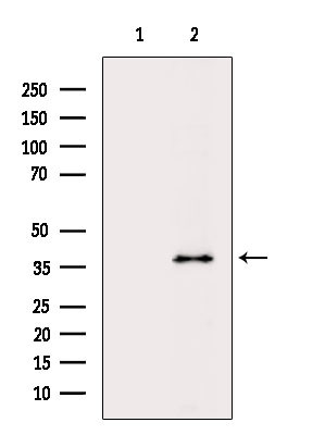 OR4C3 Antibody in Western Blot (WB)