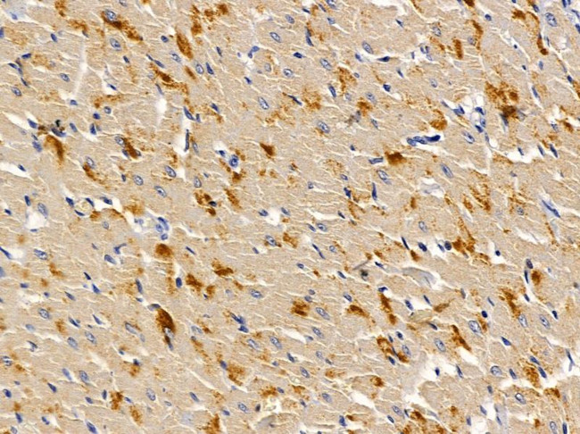 OR4C6 Antibody in Immunohistochemistry (Paraffin) (IHC (P))