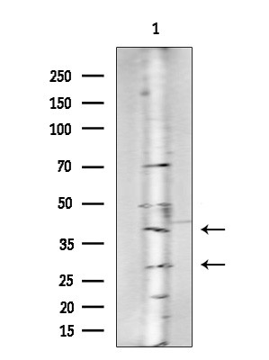 OR4C6 Antibody in Western Blot (WB)