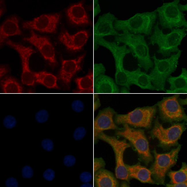 OR4C13 Antibody in Immunocytochemistry (ICC/IF)