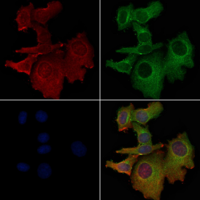 OR4D1 Antibody in Immunocytochemistry (ICC/IF)