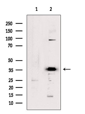 OR5D13 Antibody in Western Blot (WB)