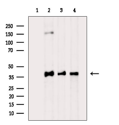 OR5M9 Antibody in Western Blot (WB)