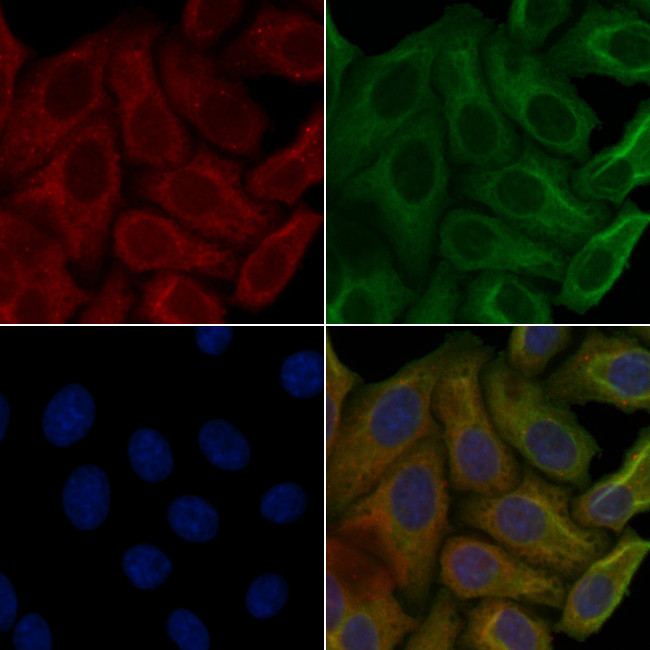 OR7C1 Antibody in Immunocytochemistry (ICC/IF)