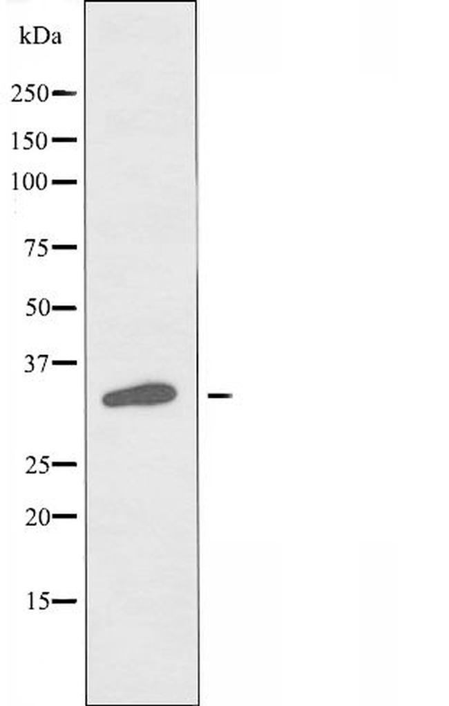 OR7C1 Antibody in Western Blot (WB)