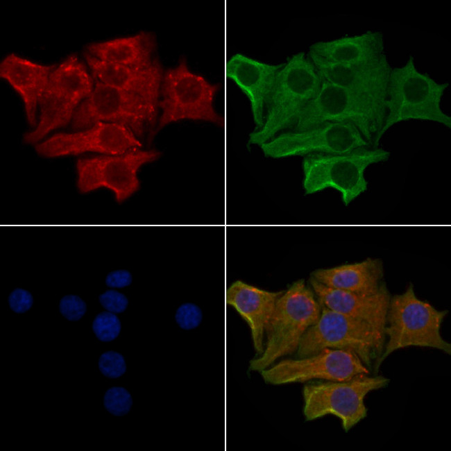 Olfr1500 Antibody in Immunocytochemistry (ICC/IF)