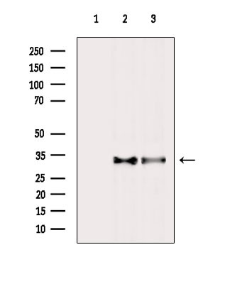 Olfr1500 Antibody in Western Blot (WB)