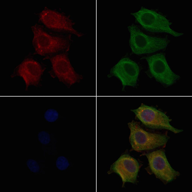 GPR10 Antibody in Immunocytochemistry (ICC/IF)