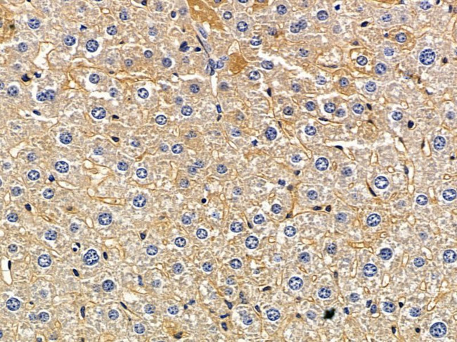 RAI3 Antibody in Immunohistochemistry (Paraffin) (IHC (P))