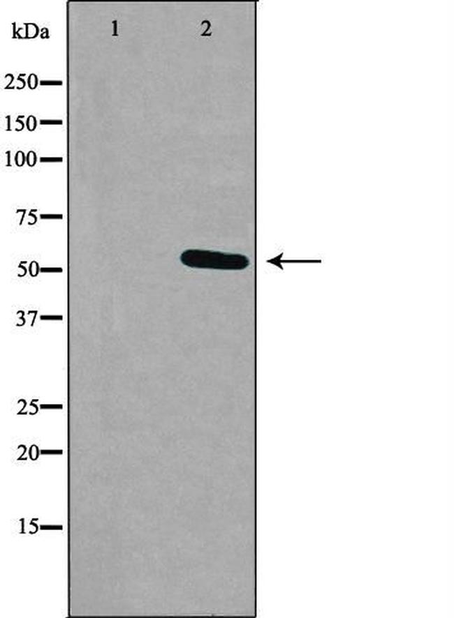 RXFP3 Antibody in Western Blot (WB)