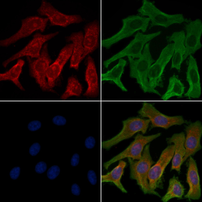 TAS2R5 Antibody in Immunocytochemistry (ICC/IF)