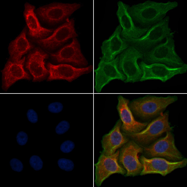 TAS2R7 Antibody in Immunocytochemistry (ICC/IF)