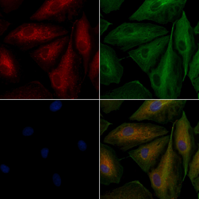 TAS2R8 Antibody in Immunocytochemistry (ICC/IF)