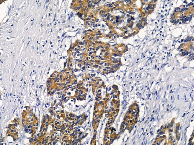 VN1R2 Antibody in Immunohistochemistry (Paraffin) (IHC (P))