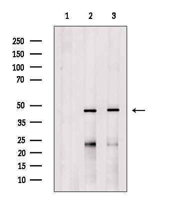 VN1R2 Antibody in Western Blot (WB)