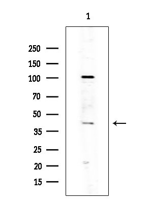 OR10J3 Antibody in Western Blot (WB)