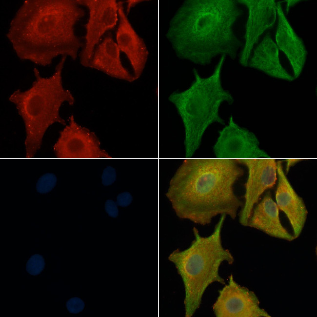 OR10R2 Antibody in Immunocytochemistry (ICC/IF)