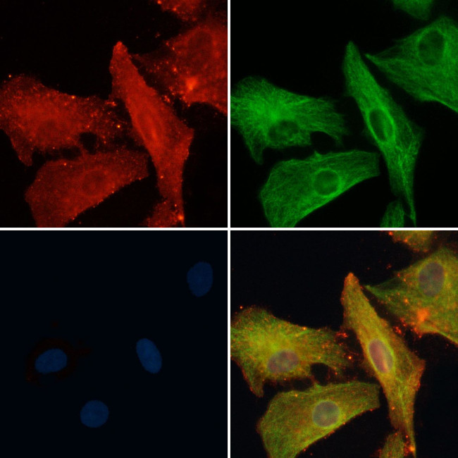 OR51B5 Antibody in Immunocytochemistry (ICC/IF)