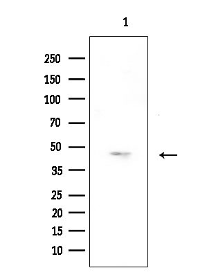 OR52A5 Antibody in Western Blot (WB)