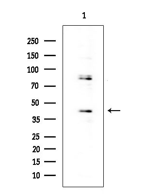 OR52E4 Antibody in Western Blot (WB)
