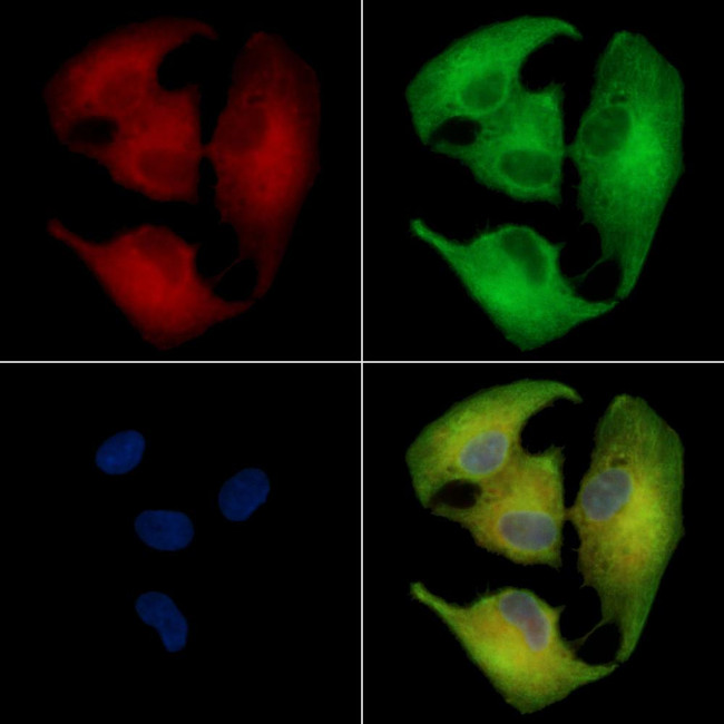 OR5A1 Antibody in Immunocytochemistry (ICC/IF)