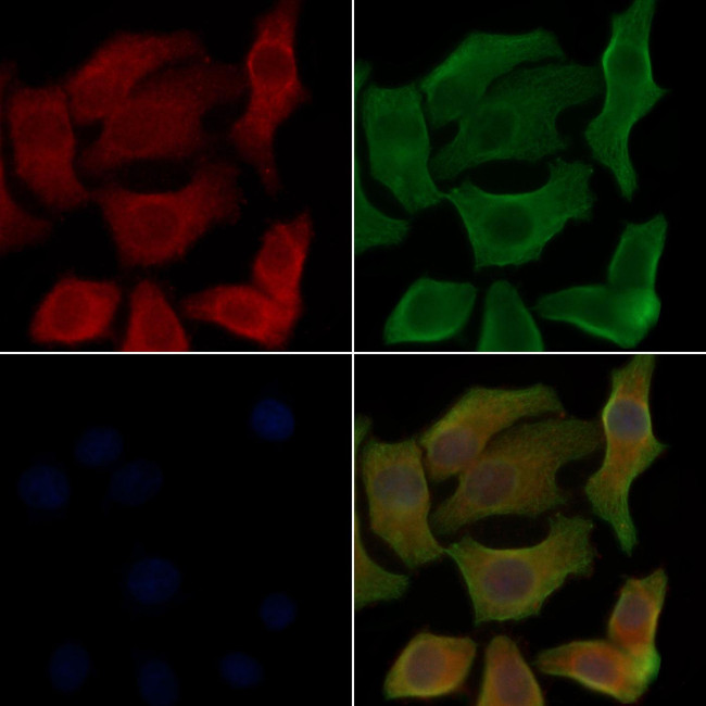 OR8G2 Antibody in Immunocytochemistry (ICC/IF)