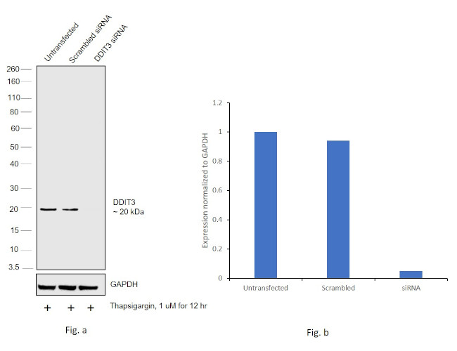 CHOP Antibody