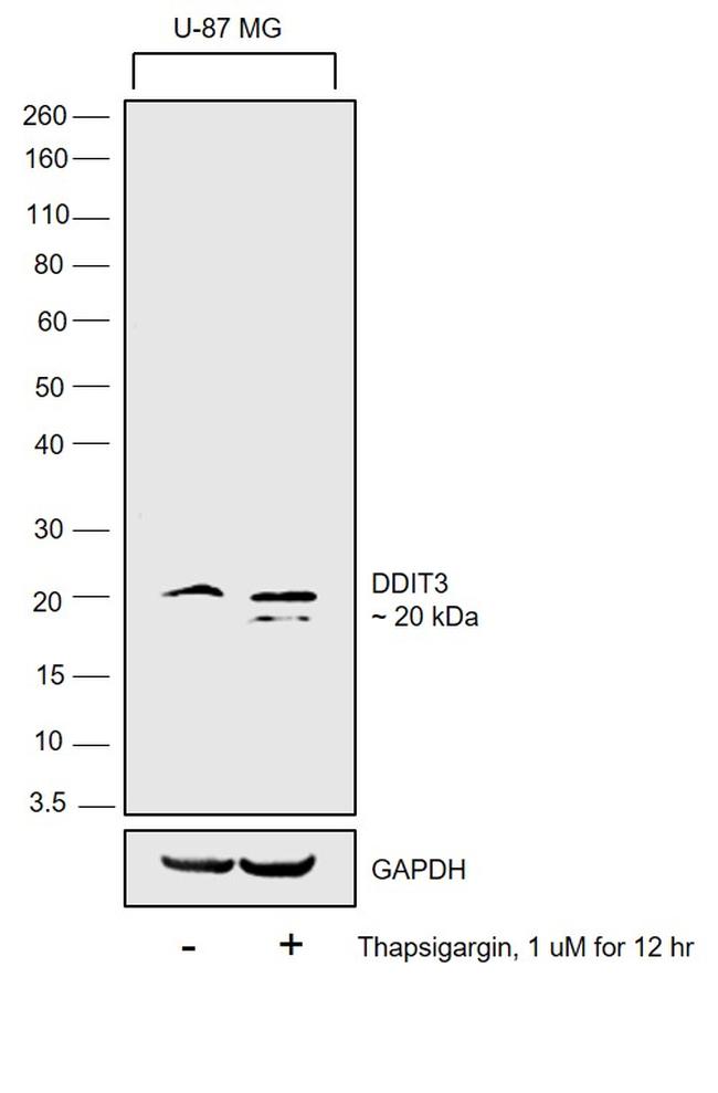 CHOP Antibody in Western Blot (WB)