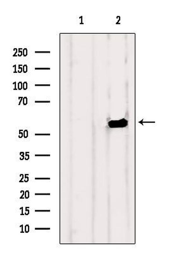 OLFM1 Antibody in Western Blot (WB)