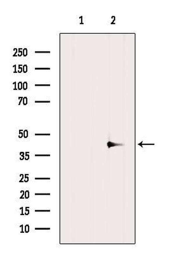 WNT3A Antibody in Western Blot (WB)