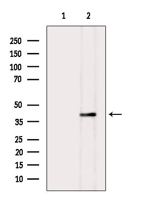 WNT3A Antibody in Western Blot (WB)