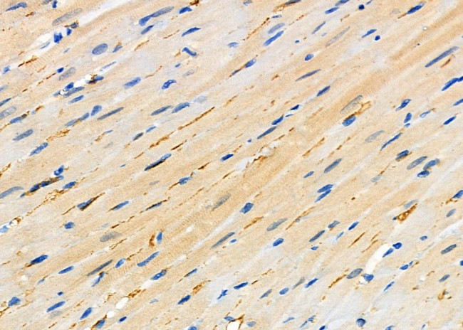 SNX9 Antibody in Immunohistochemistry (Paraffin) (IHC (P))