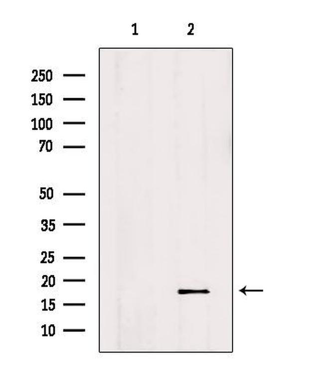 ID2 Antibody in Western Blot (WB)