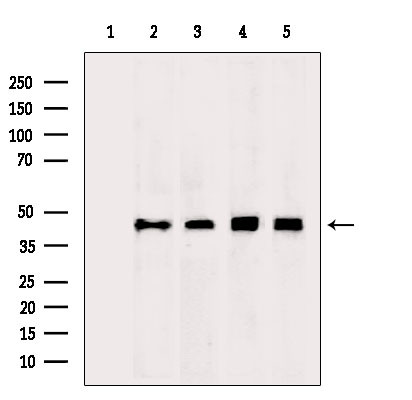 ENO1 Antibody in Western Blot (WB)