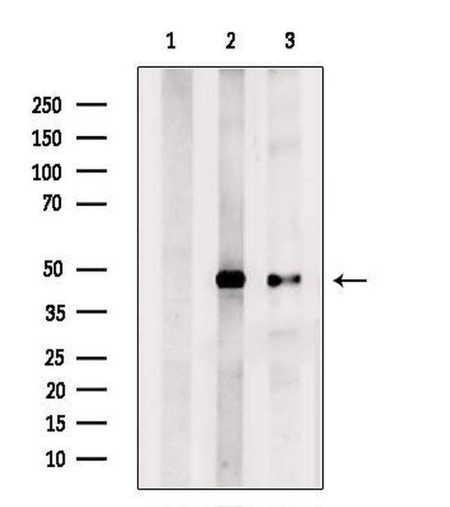 ENO1 Antibody in Western Blot (WB)