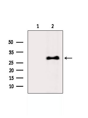 U2AF1 Antibody in Western Blot (WB)