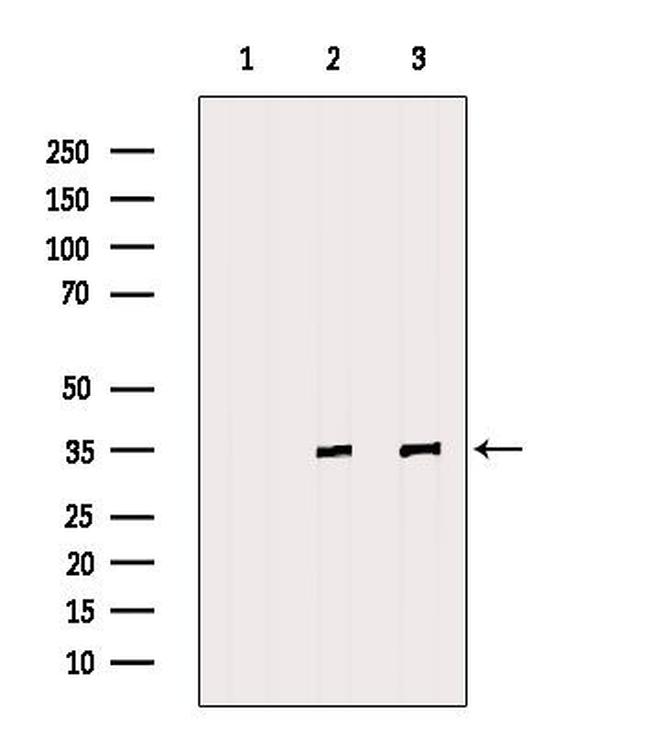 Fibrillarin Antibody in Western Blot (WB)