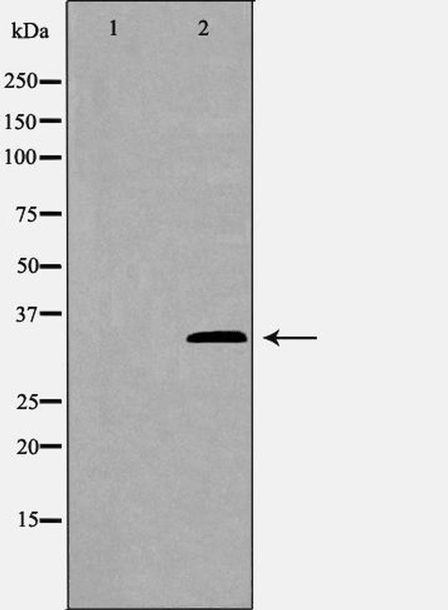 GAS2 Antibody in Western Blot (WB)