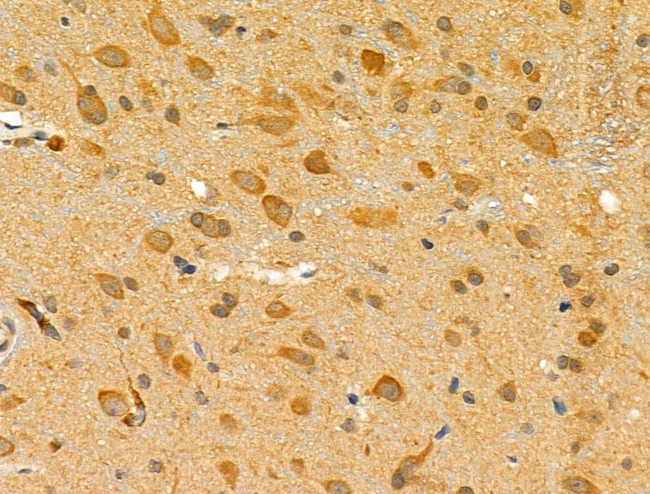 FAAH Antibody in Immunohistochemistry (Paraffin) (IHC (P))