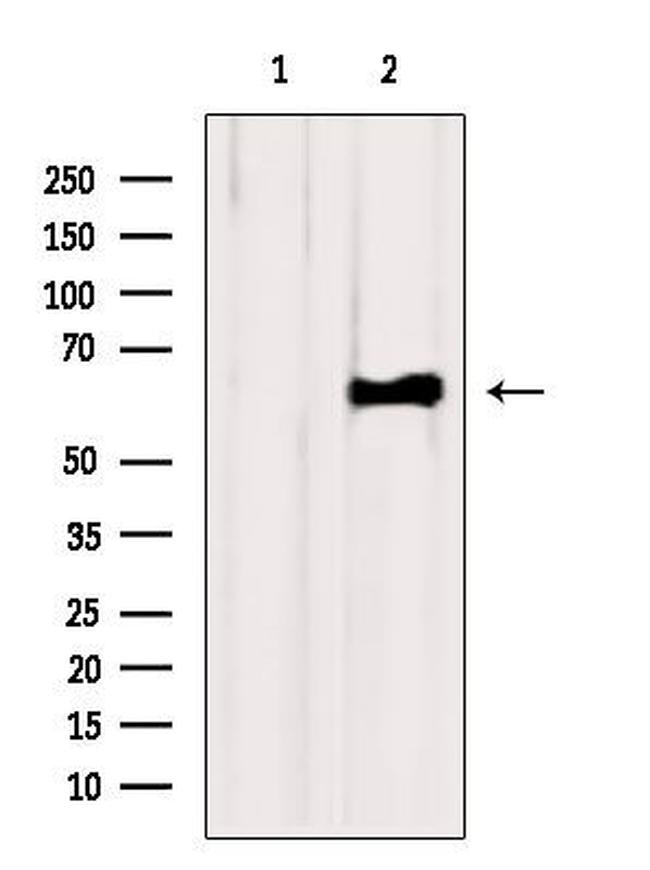 FAAH Antibody in Western Blot (WB)