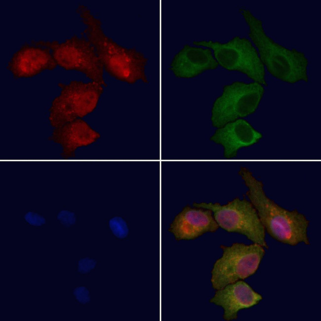 SCRN2 Antibody in Immunocytochemistry (ICC/IF)