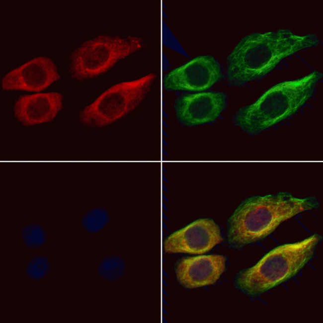 ITPA Antibody in Immunocytochemistry (ICC/IF)