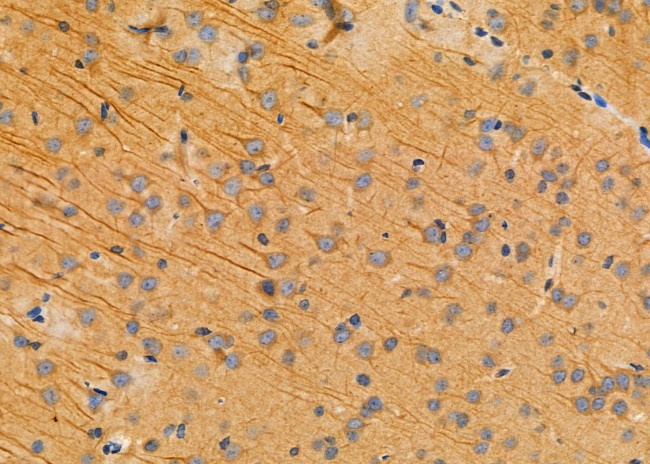 ITPA Antibody in Immunohistochemistry (Paraffin) (IHC (P))