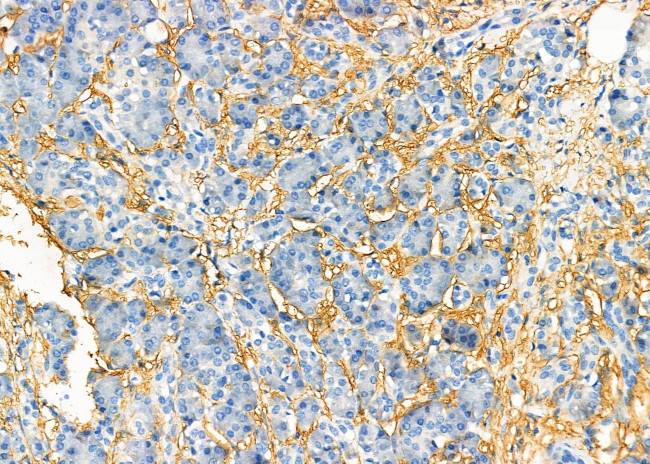 Cystatin 8 Antibody in Immunohistochemistry (Paraffin) (IHC (P))