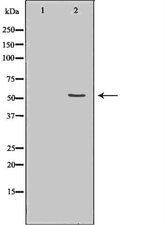 Cdc20 Antibody in Western Blot (WB)